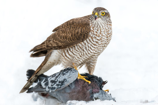 Close-up bird of prey Eurasian sparrowhawk, Accipiter nisus, sitting on the white snow with successful catch, dove in claws. A few feathers around, blurred background. Belarus, Europe.