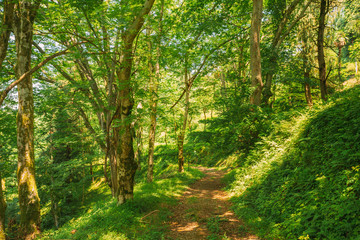 Fototapeta na wymiar Batumi, Adjara, Georgia. Botanical Garden. Lane, Path, Way For Light Walking In Summer Deciduous Forest Between Woods Trees. Beautiful Landscape
