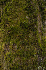 tree trunk thickly overgrown with moss