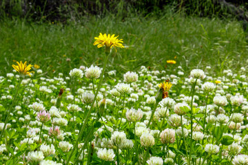 wild flowers blooming in meadow