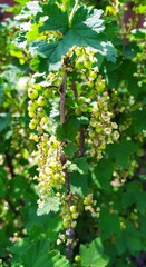 Obraz premium Green unripe currant berries on a branch with green leaves.