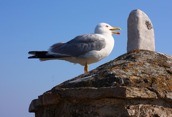 guardian seagull