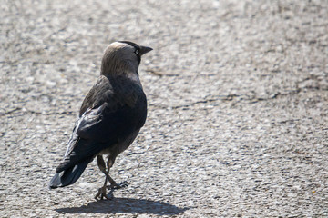 Stock Photo - hooded crow (Corvus corone cornix)