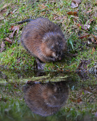 Muskrat 