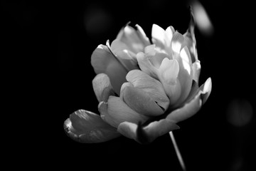 Tulpe schwarz wei&szlig;