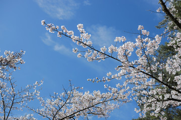 満開の桜