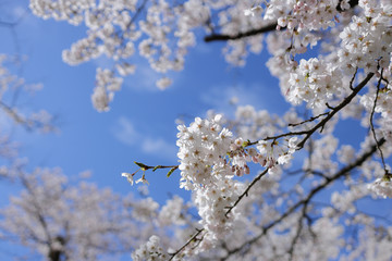 満開の桜