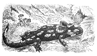 Salamander (Salamandra maculata) / Antique illustration from Brockhaus Konversations - Lexikon 1908