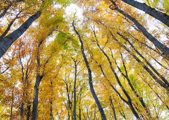 Yellow trees against the sky