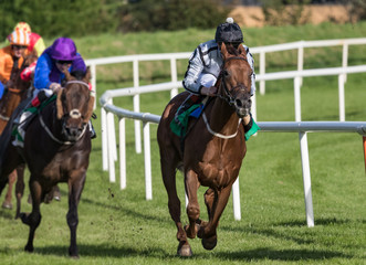 Race horse and jockey taking the lead in the race towards the finish line.