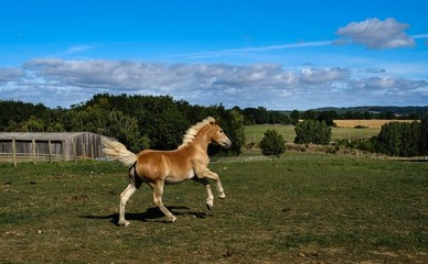 Poulain  en liberté