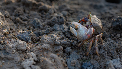 Type of crab Uca tangeri or barrilete in its habitat