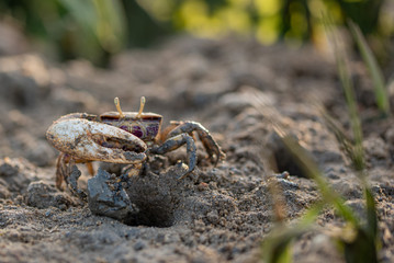 Barrilete crab or violinist, crustacean on sand