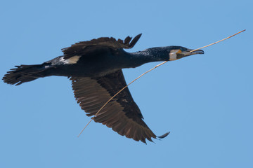 Large Black Bird with a Large Twig in its Beak