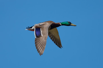 Male Mallard Flying by Against a Blue Sky
