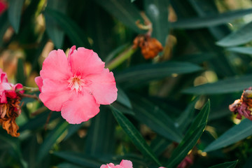 Kusadas , Turkey. Pink Flowers Of Poisonous Shrub Oleander On Background Of Green Leaves