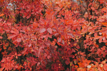 Red autumn leaves of barberry. Background from branches of a bush close-up. Natural texture, copy space.