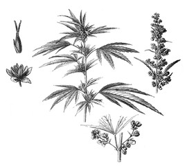 Fototapeta na wymiar Cannabis plant and marijuana leaves for medicinally use / Antique illustration from Brockhaus Konversations - Lexikon 1908