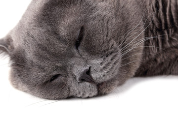Funny dreaming cat