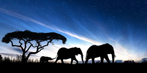 Family of elephants at dusk