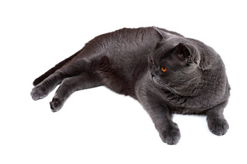 Funny lying British cat