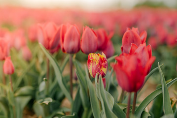 Beautiful Red Tulips Blooming on Field Agriculture. Tulip Infected with Flower Virus
