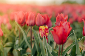 Beautiful Red Tulips Blooming on Field Agriculture. Tulip Infected with Flower Virus