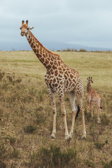 A giraffe standing in a grassy field and shows love and care for their child in Africa