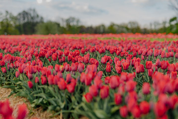Beautiful Red Tulips Blooming on Field Agriculture
