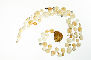 Seashells