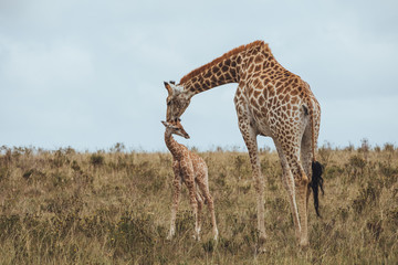 A giraffe standing in a grassy field and shows love and care for their child in Africa