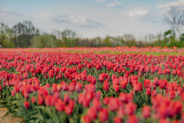 Beautiful Red Tulips Blooming on Field Agriculture