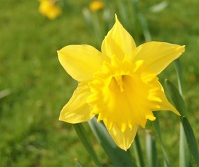 A daffodil in spring.