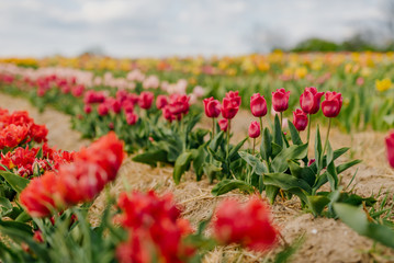 Beautiful Red Tulips Blooming on Field Agriculture