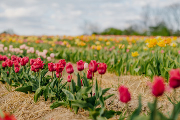 Beautiful Red Tulips Blooming on Field Agriculture