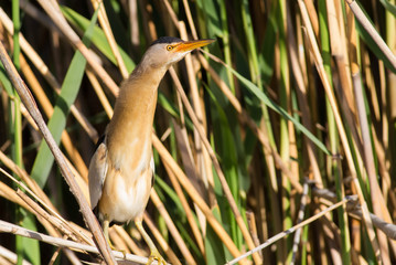 Little Bittern, Ixobrychus minutus. The male bird is sitting in the reeds on the river bank