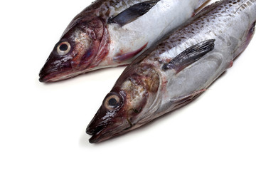 Alaska pollock