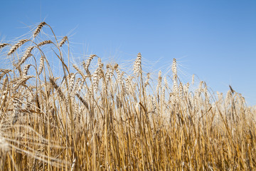 wheat stems growing against blue sky