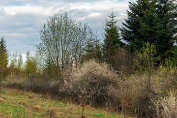 Obraz premium Spring in the Carpathian Mountains. Landscape of spring Carpathians. Spring Mountain landscape with blooming trees.