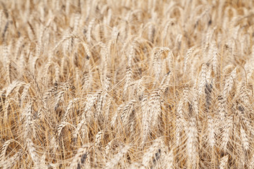 Sunlit wheat field ready for harvesting with selective focus