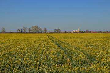 rapeseed field in spring