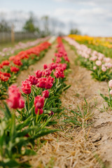 Fresh Red Purple Tulips Blooming on Field at Flower Plantation Farm in Netherlands