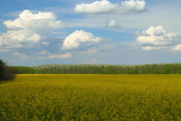 Obraz premium green field with blue sky