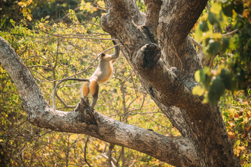 Kanica, Goa, India. Gray Langur Monkey Climbing On Branch Of Tree