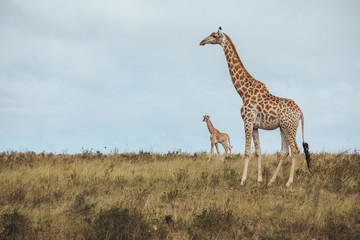A giraffe standing in a grassy field with her child in Africa