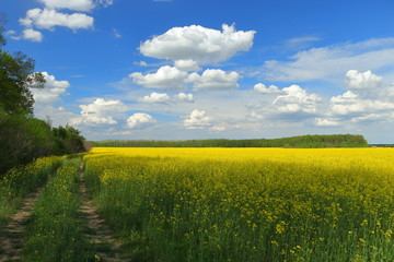 Fototapeta premium yellow field and blue sky