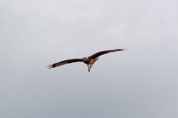 Raubvogel
