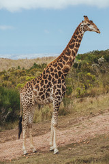 A giraffe stands on the road with a view of bushes and grassy field in Africa