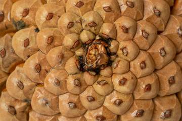 Top vieve pine cones background