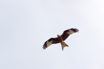 Obraz premium Raubvogel 6
